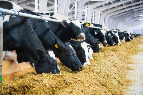 home-about-animal-husbandry home-about-animal-husbandry